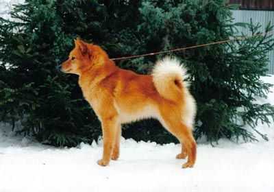 Santasepon Pipsa | Finnish Spitz 