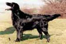 Shargleam Kingfisher | Flat-Coated Retriever 