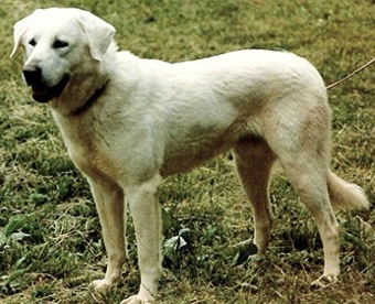 B. A. Iron Eyes Cody | Anatolian Shepherd Dog 