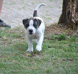 Loony Bulldogs Ethan | American Bulldog 