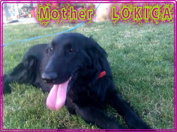 Lokica | Flat-Coated Retriever 