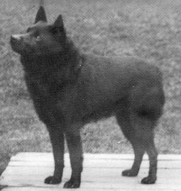 Wag o'the north | Schipperke 