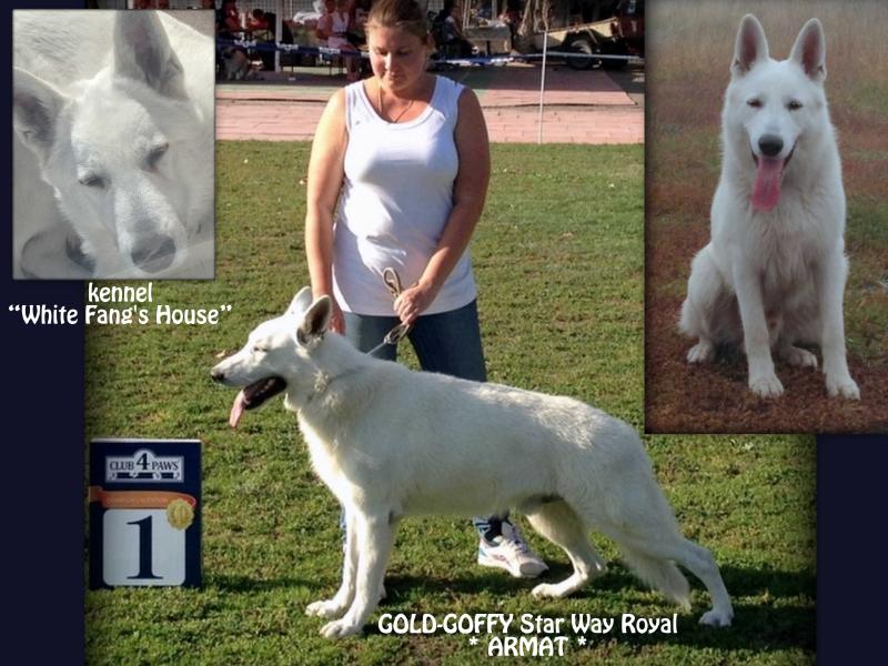 GOLD-GOFFY  Star Way Royal (ARMAT) | White Swiss Shepherd Dog 