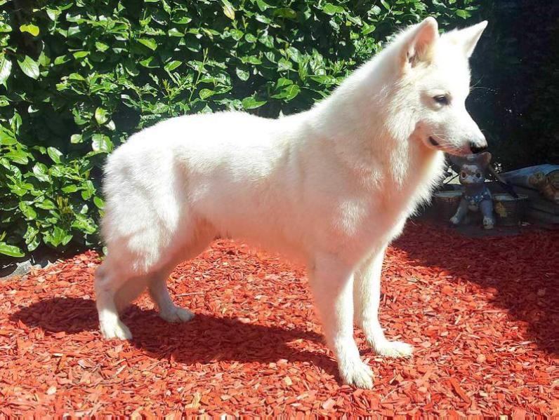 Al´Pacino of Beautiful Nice Angels | White Swiss Shepherd Dog 