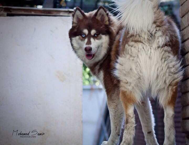 Great Herco | Siberian Husky 