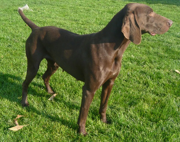 Dune du Chateau d'Avesnes | German Shorthaired Pointer 