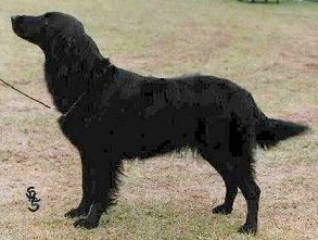 Exclyst Sequin | Flat-Coated Retriever 