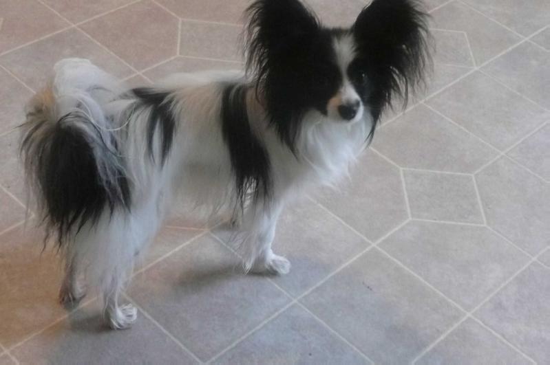 Regaloake's Rocky At Redbrant | Papillon 