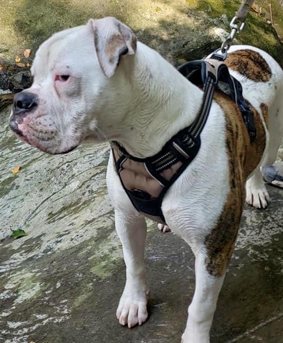 Shelton’s Rue of Doc Dawgs | American Bulldog 