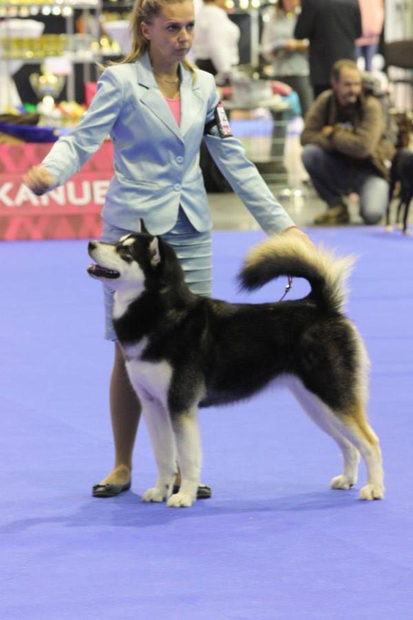 ARCTIC CHALLENGE BLACK STAR Z Snieznej Doliny | Alaskan Malamute 