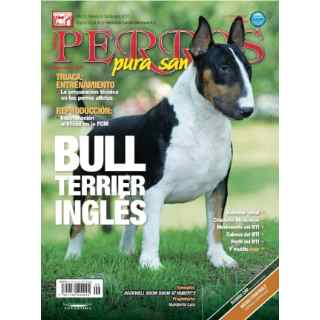 rockwell Boom Boom at Hubert | Bull Terrier 