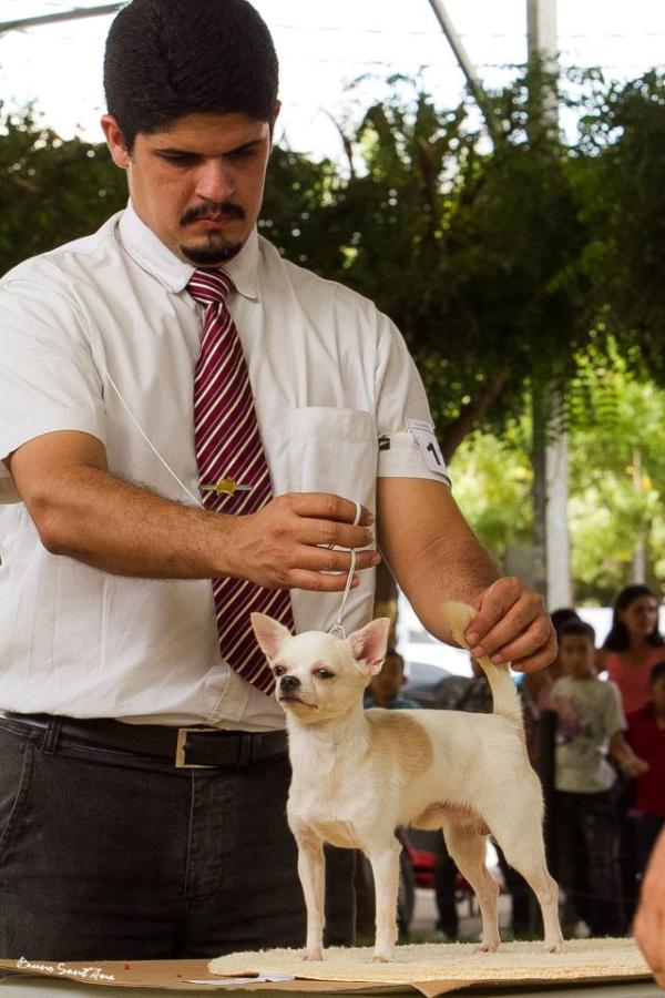 Nicholas little king cmc | Chihuahua 