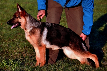 ROSA Tombo | German Shepherd Dog 