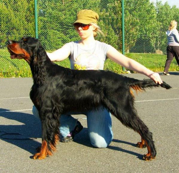 Amscot Diva Belle | Gordon Setter 