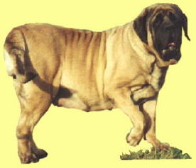 Greiner Hall Madame Mim | Mastiff 