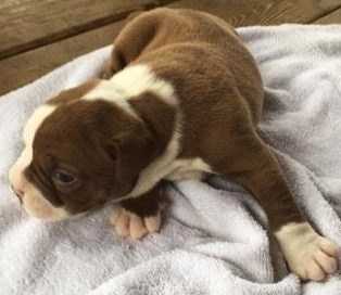 BuffaloCreek's Miss Hershey | Olde English Bulldogge 