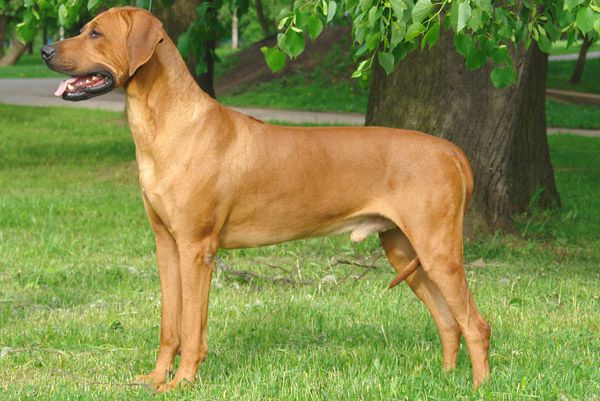 Ajani Keyptown | Rhodesian Ridgeback 