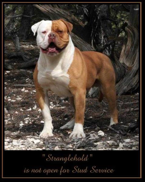 Red Canon Kennel's StrongHold | Olde English Bulldogge 