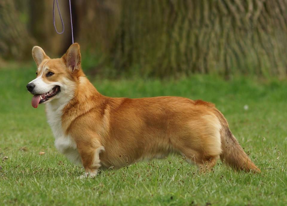 Corgon Blue Balumbis | Pembroke Welsh Corgi 