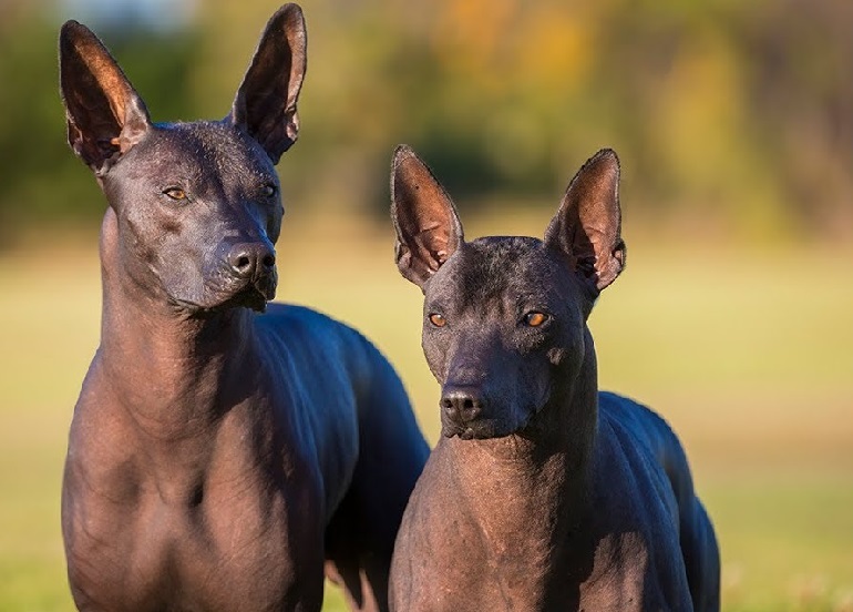 Xoloitzcuintli