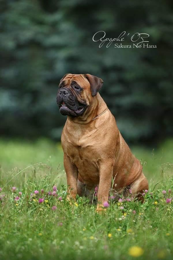 Apophe'oz Sakura No Hana | Bullmastiff 