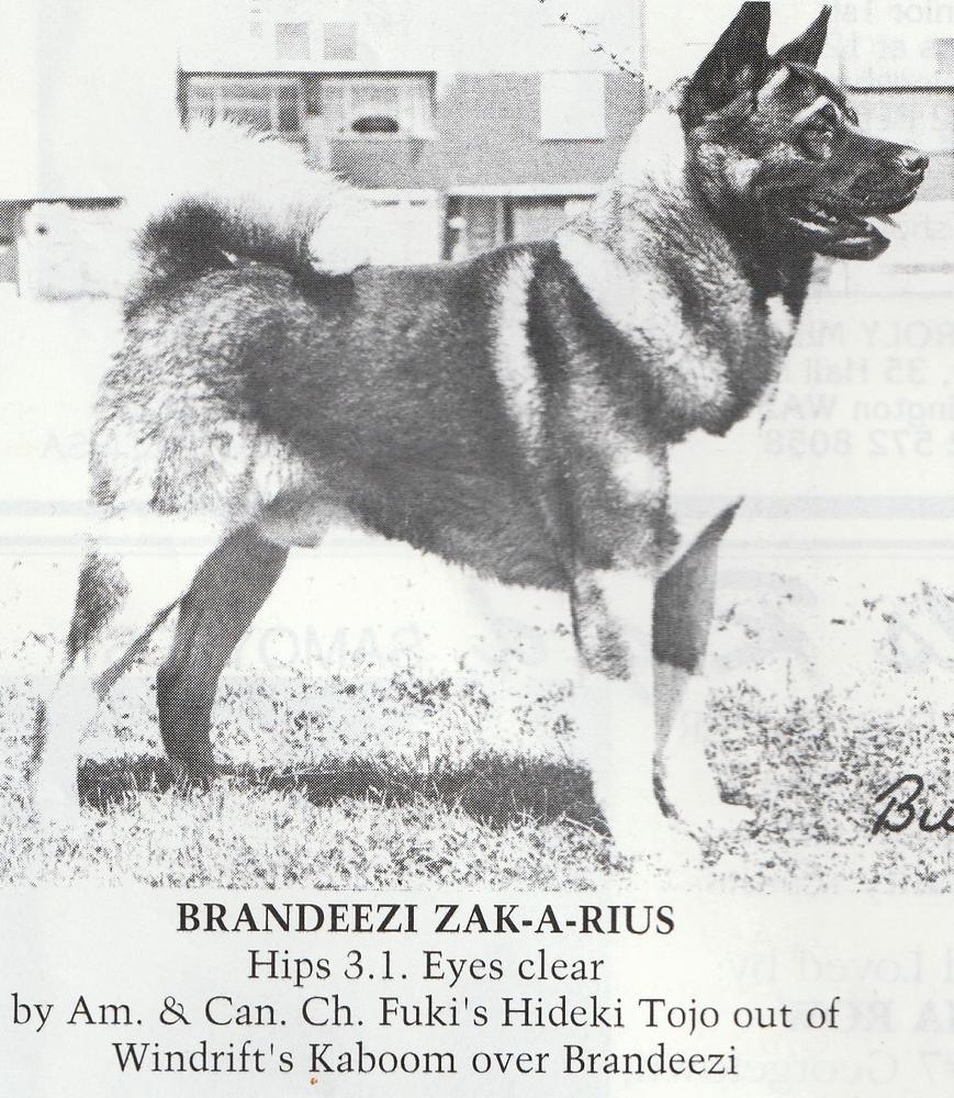 Brandeezi Zak-A-Rius | Akita 