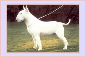 Majico Munro | Bull Terrier 