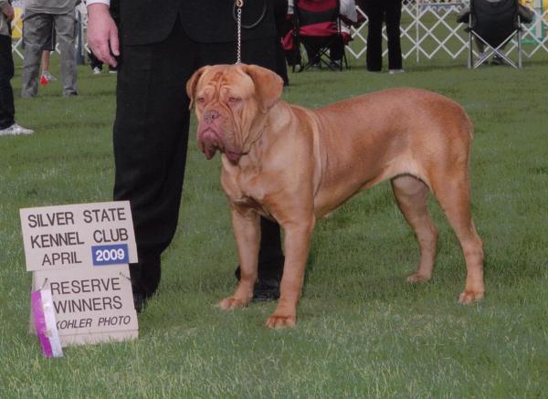 Renegade Lady Lola | Dogue de Bordeaux 