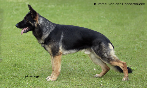 Kümmel von der Donnerbrücke | German Shepherd Dog 