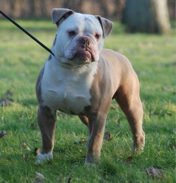 hellrazzors nightmare | Olde English Bulldogge 