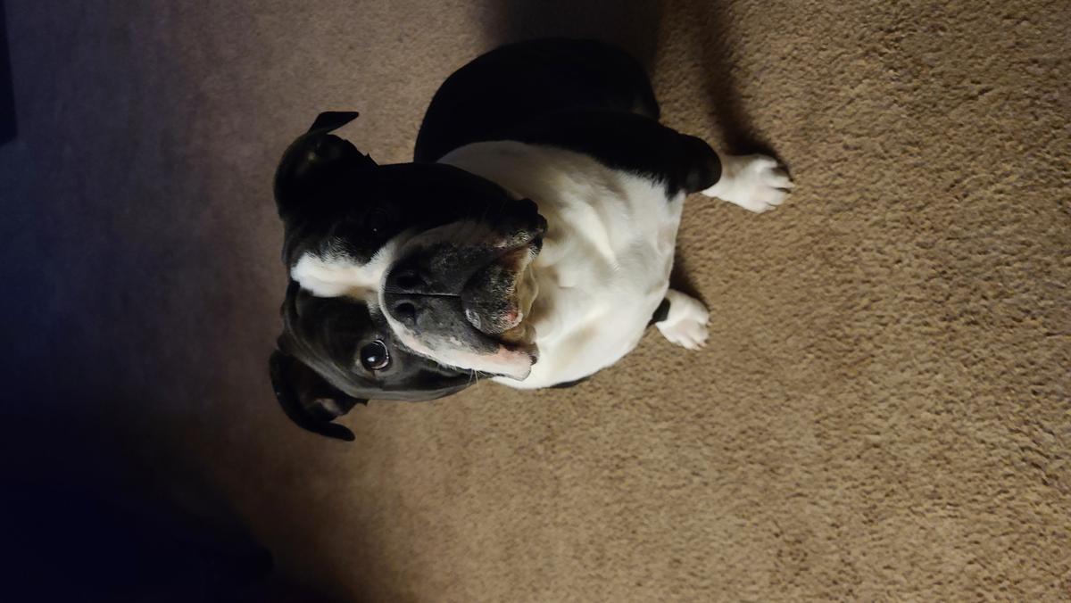 Cassius Junior | Olde English Bulldogge 