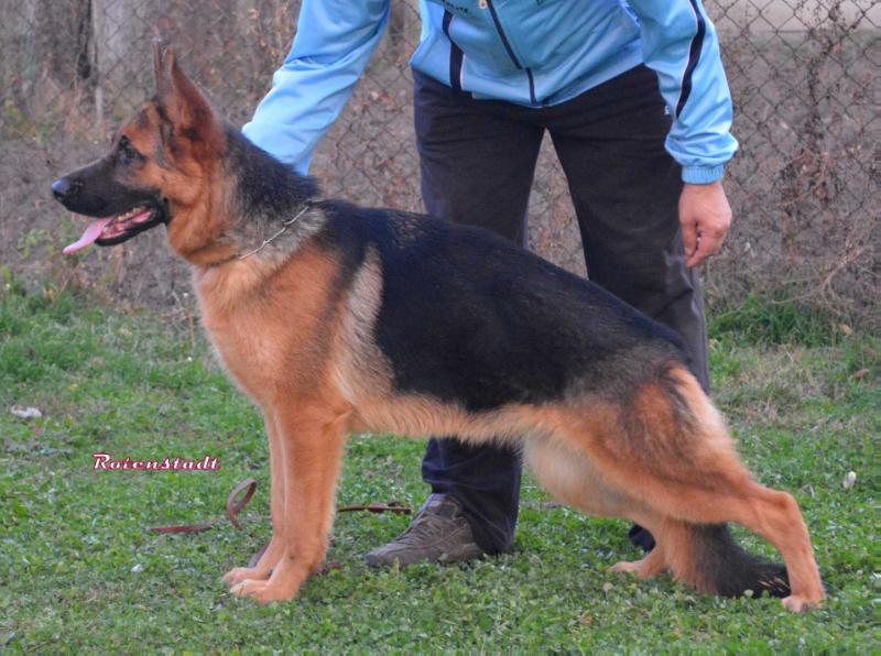 Manta von Donna Garten | German Shepherd Dog 