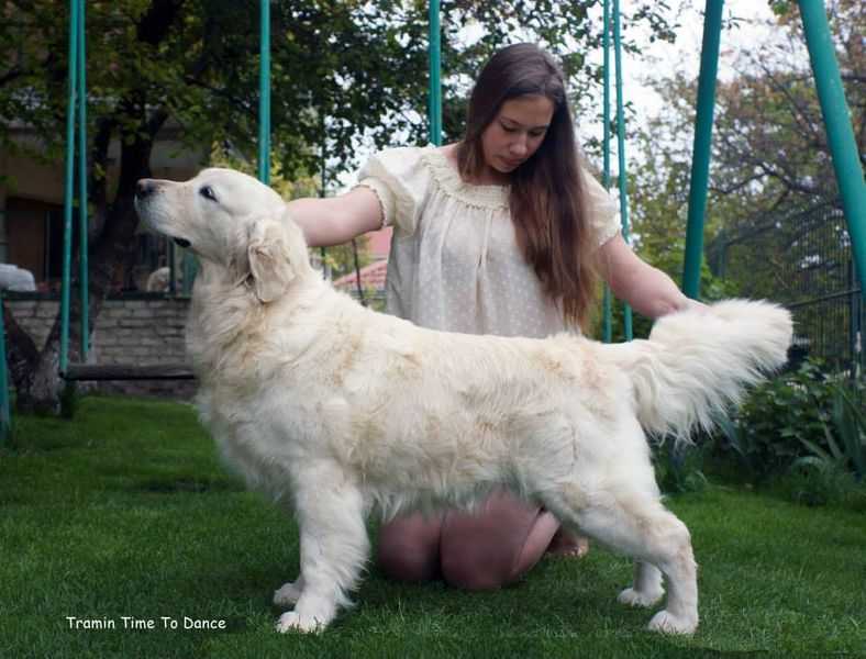 Tramin Time To Dance | Golden Retriever 