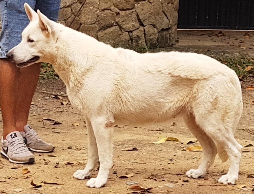 BETTINA MAVERICK ICE | White Swiss Shepherd Dog 