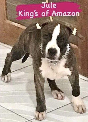 Jule King's of Amazon | American Staffordshire Terrier 