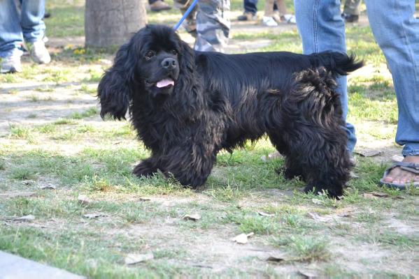 Champ at Doodles | American Cocker Spaniel 