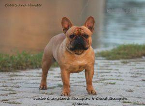 GOLD-SIERRA HAMLET | French Bulldog 