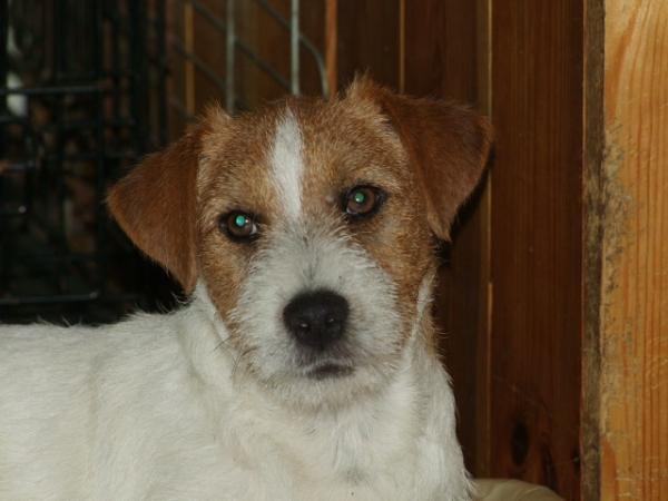 Royal Jack GOOGLE EARTH SAN RUFINO | Jack Russell Terrier 