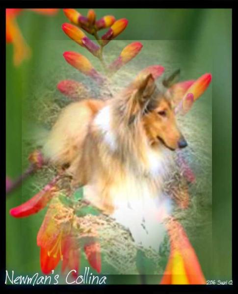 Newman's Collina | Rough Collie 