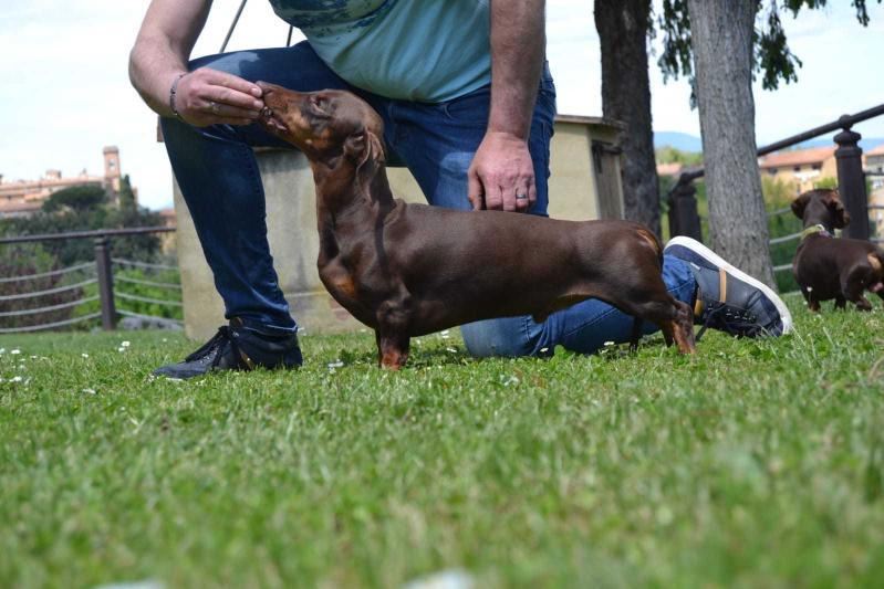 Emdash Imperial | Dachshund 