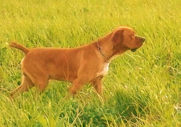 Tody do Mimo de Cão | Portuguese Pointer 