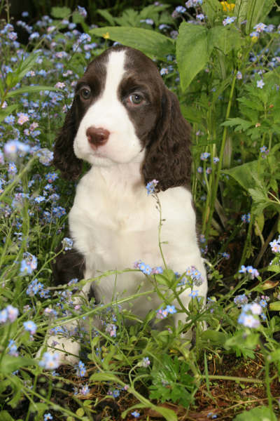 Darkover Georgianna Peach | English Springer Spaniel 