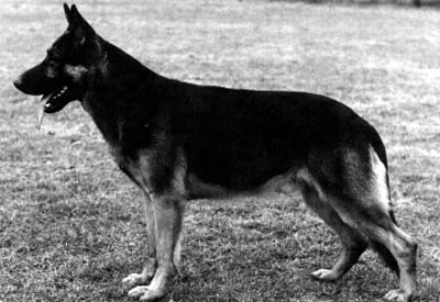 Donner vom Maiweg | German Shepherd Dog 