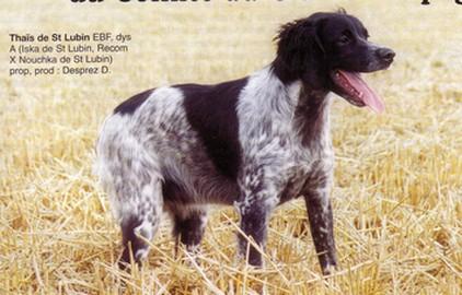 THAIS de Saint Lubin | Brittany 