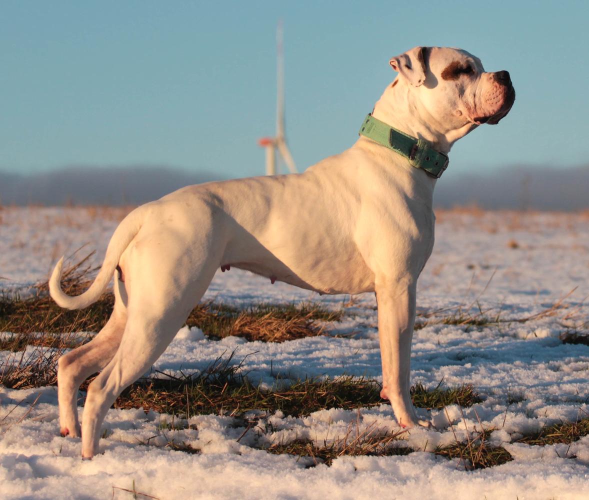 Proud Heroes Emfalion | American Bulldog 