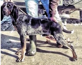 Mossy Oak Slim | Bluetick Coonhound 