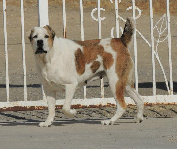 ALADGA | Central Asian Shepherd Dog 