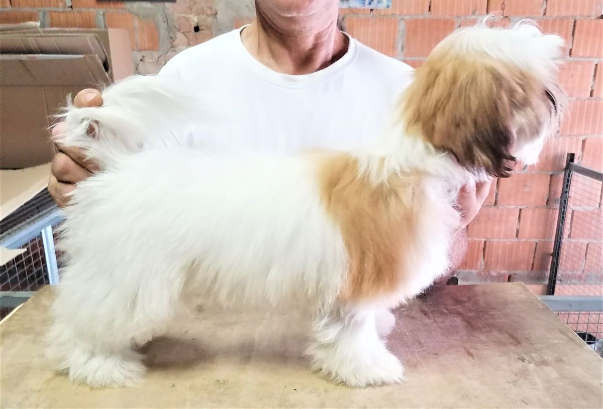 MILO DEL RANCH ALBA | Shih Tzu 