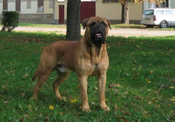 Baster Gamekeepers of Wuthering Hights | Bullmastiff 