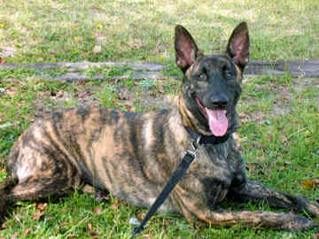 Razzy Of Daybreakerk9 | Dutch Shepherd 